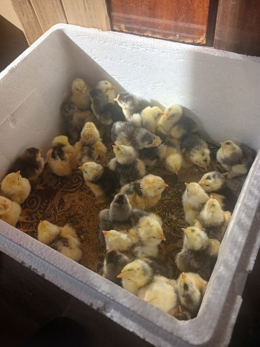 Продам цеплят кохинхин