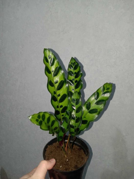 Продам комнатные цветы