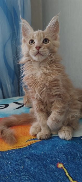 Мейнкун, чудо ребенок