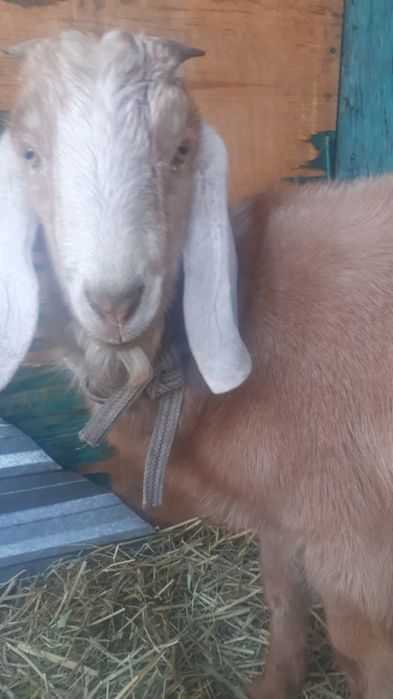 продам козлика молодого. Битал.