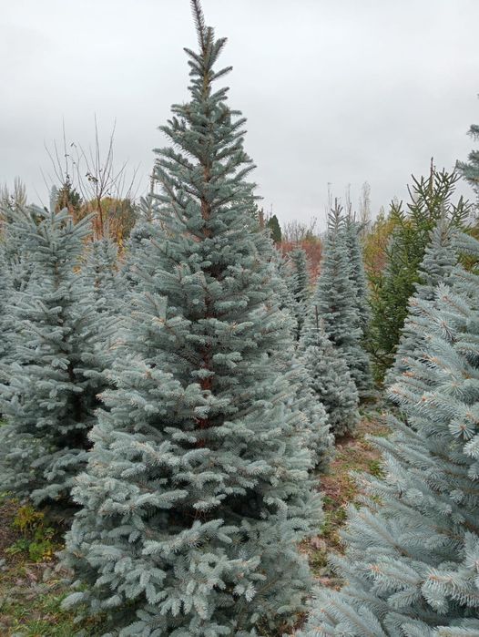 Голубые Ёлки красивые