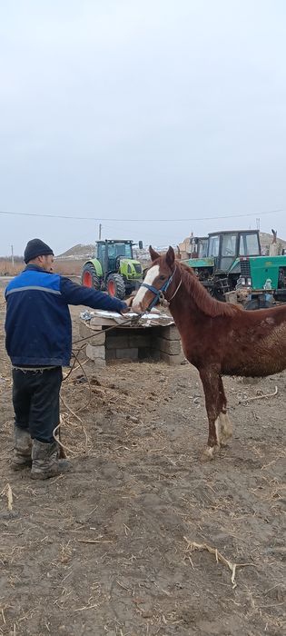8 ойлик той сотилади