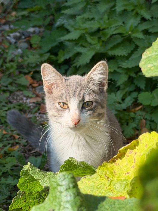 Отдам котенка в добрые руки