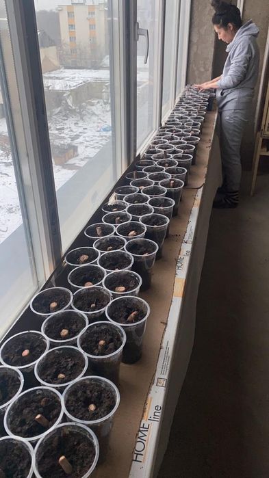 Саженцы павлония