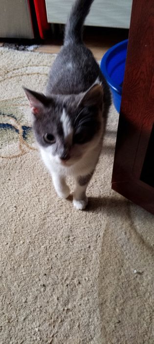 Мушук киз бола жудаям мулойим уйга урганган тоза соглом