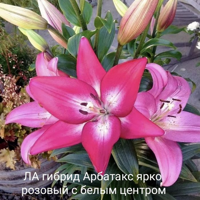 Продам луковицы сортовых высокорослых  лилий.