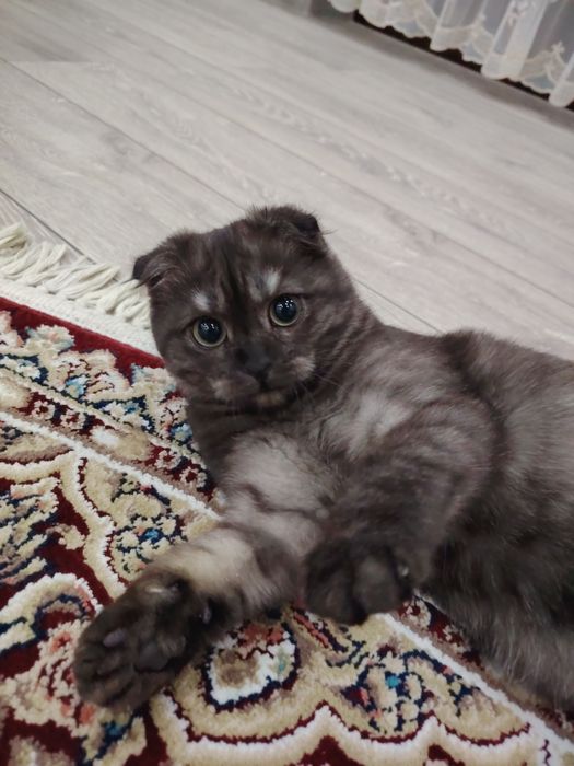 Скотиш фолд вислоухая