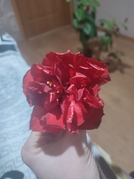 Продам китайскую розу