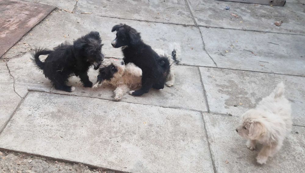 Donez catelusi metis de Bichon
