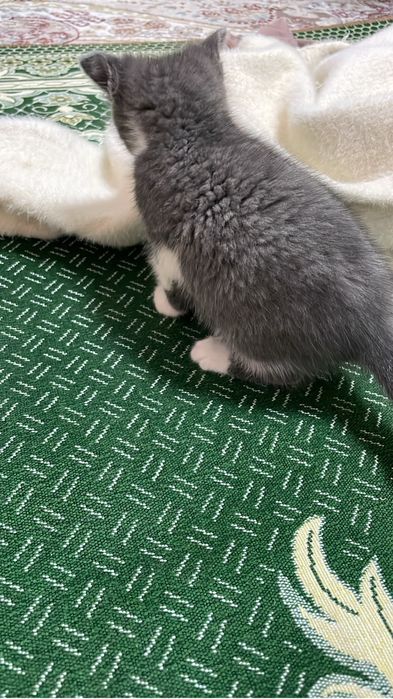 мысык сатыладыы ул мысык