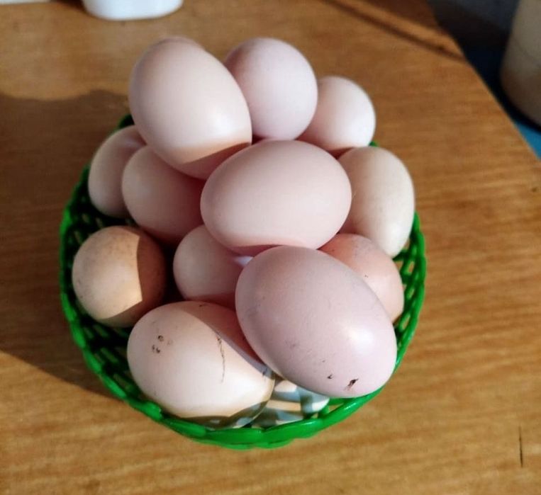 Продам домашние яйца