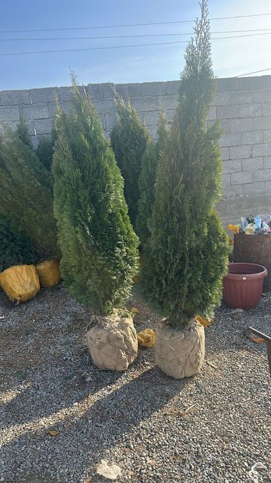 Ёлки Блю даймонд, блю ерро 2 метр, смаракта с 1,80 до 2 метров