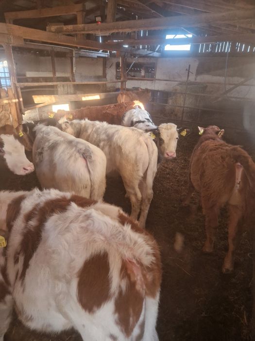 Vand vitei de mai multe rase