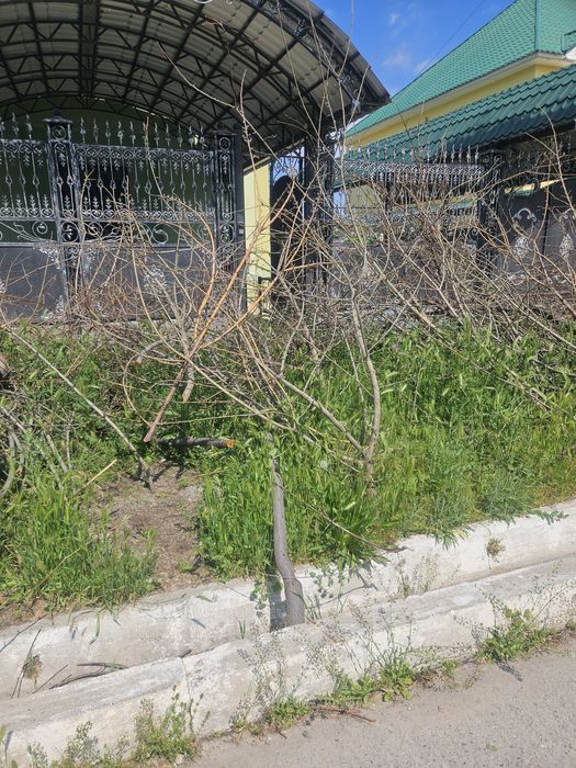 Дрова бесплатно  !