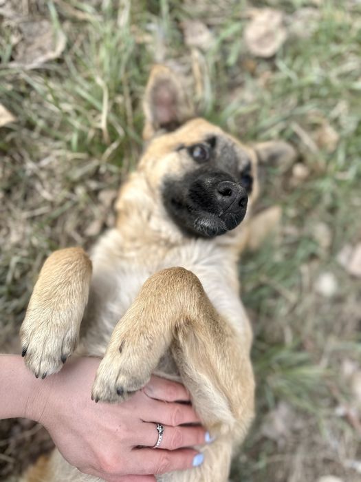 ИЩЕТ ДОМ. Девочка, 5 месяцев