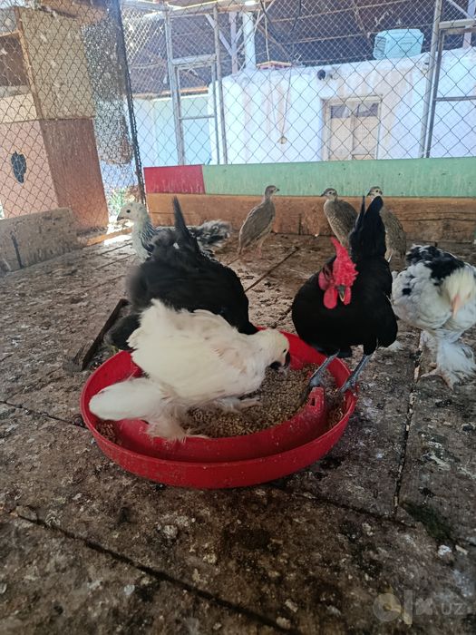 Продам цыплят брамы чистокровные
