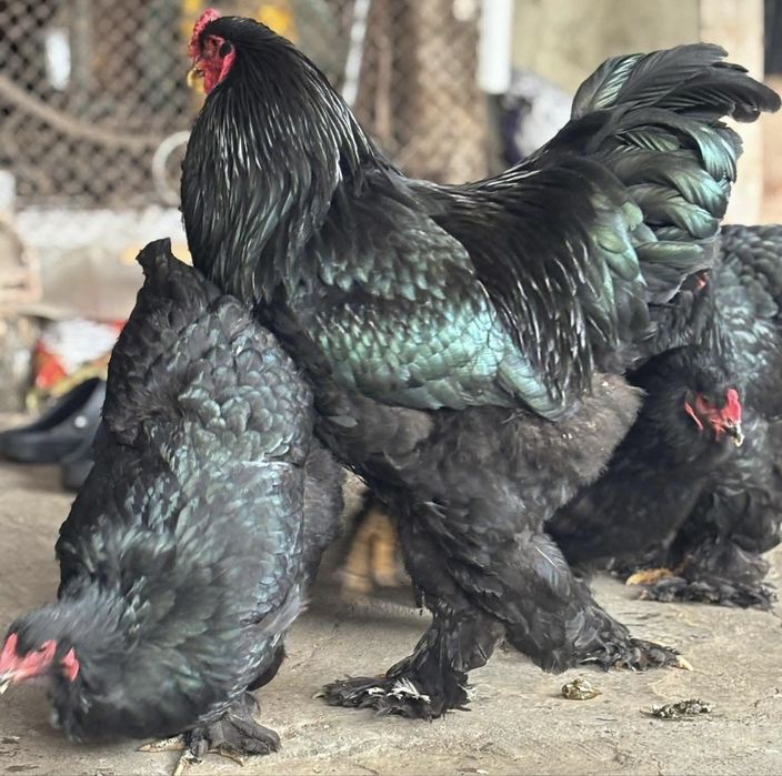 Разплодени от разлини видове Брама