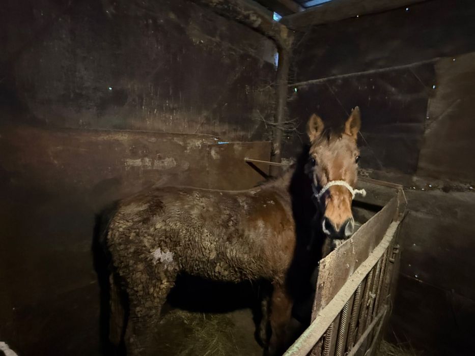 Семіртілген Тай сатамын соғымға