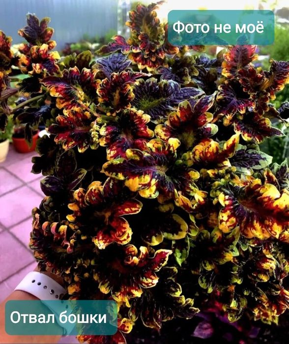 Продам цветы колеусы