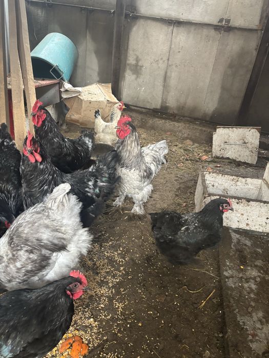 Продам петухов кохинхин варианты обмена