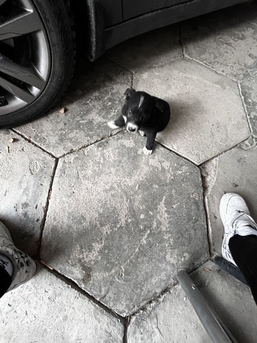 Щеночки хорошие