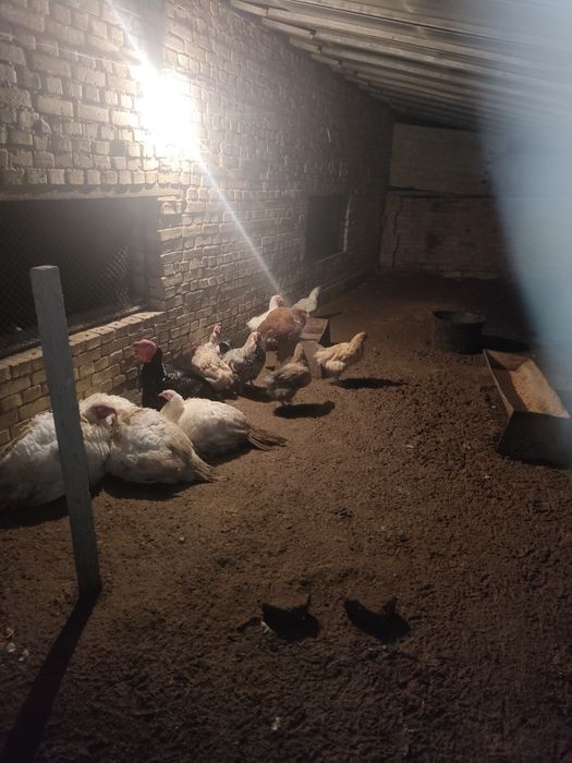 Продавам.кокошки.и.печка