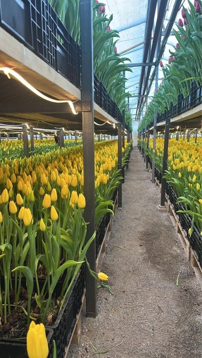 Тюльпаны оптом и в розницу