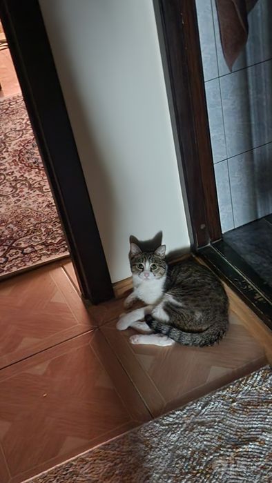 Отдам кота в добрые руки