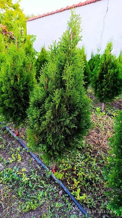 Западна туя Фастигиата / Thuja occidentalis Fastigiata
