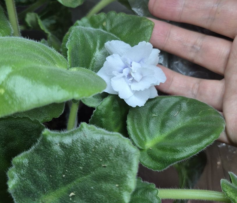 Продам цветущие фиалки