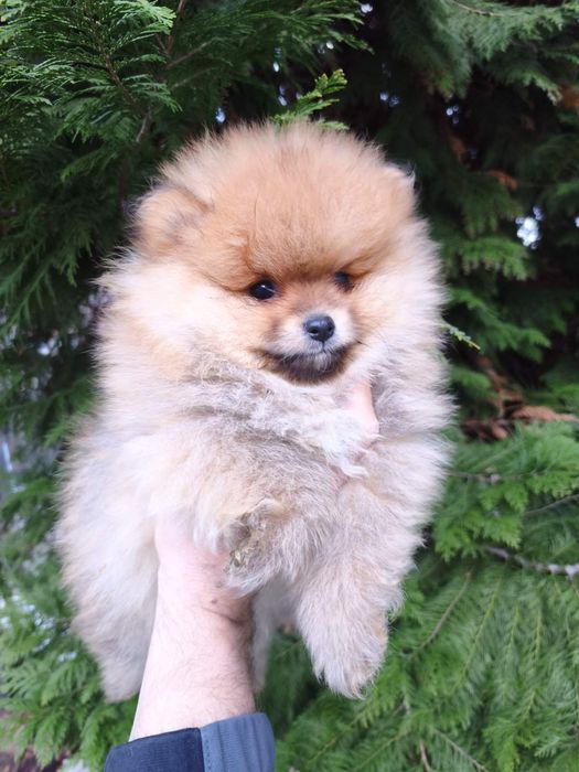Померан мъжки и женски