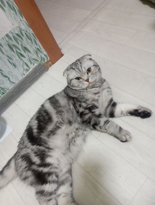 Вязка кота  вислоухий скоттиш фолд