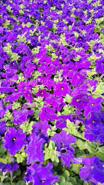 Petunia gulimiz ochildi 2000