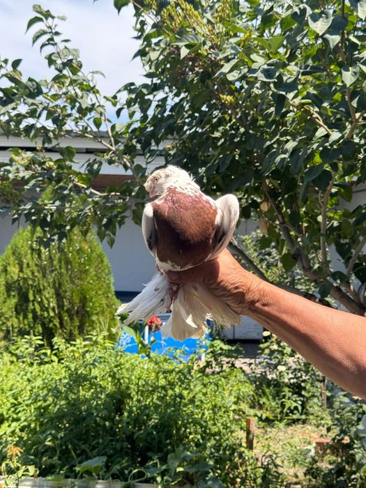 Тараз голуби продам