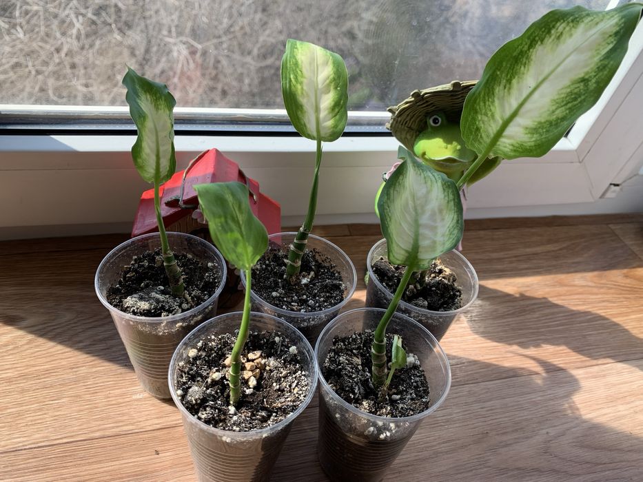 Продам укорененные ростки