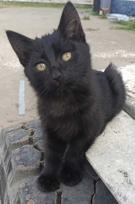 Кошечка ищет себе дом