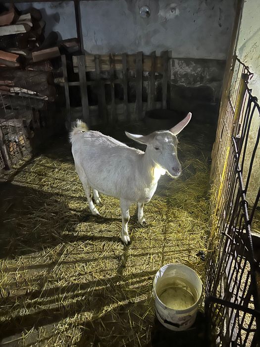 Capre de casa alba de banat