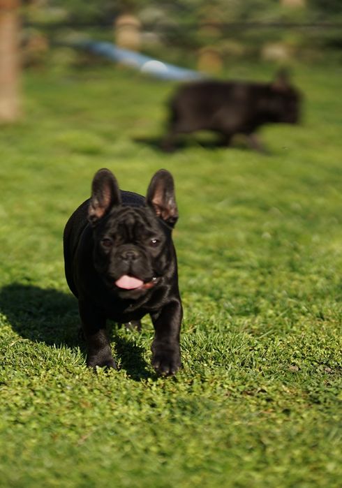 Bulldog Francez 3 luni