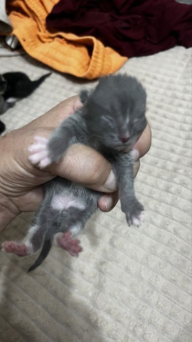 Котенок ищет семью.