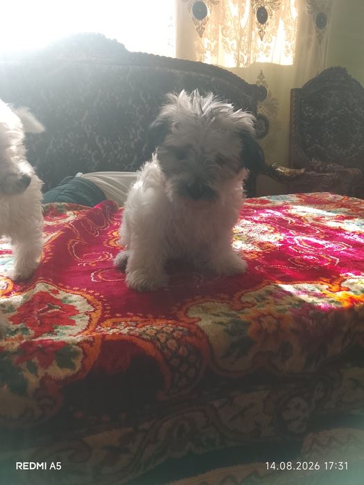 Doi pui de căței bichon maltez