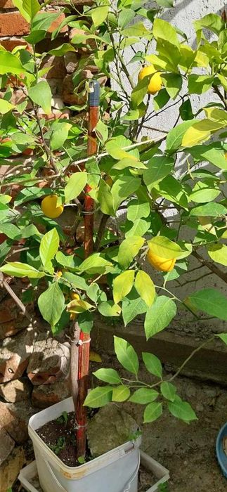 Български лимонови дръвчета