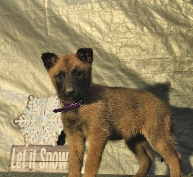 Ciobanesc belgian fata