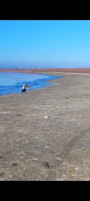Лайка Западна сибирская