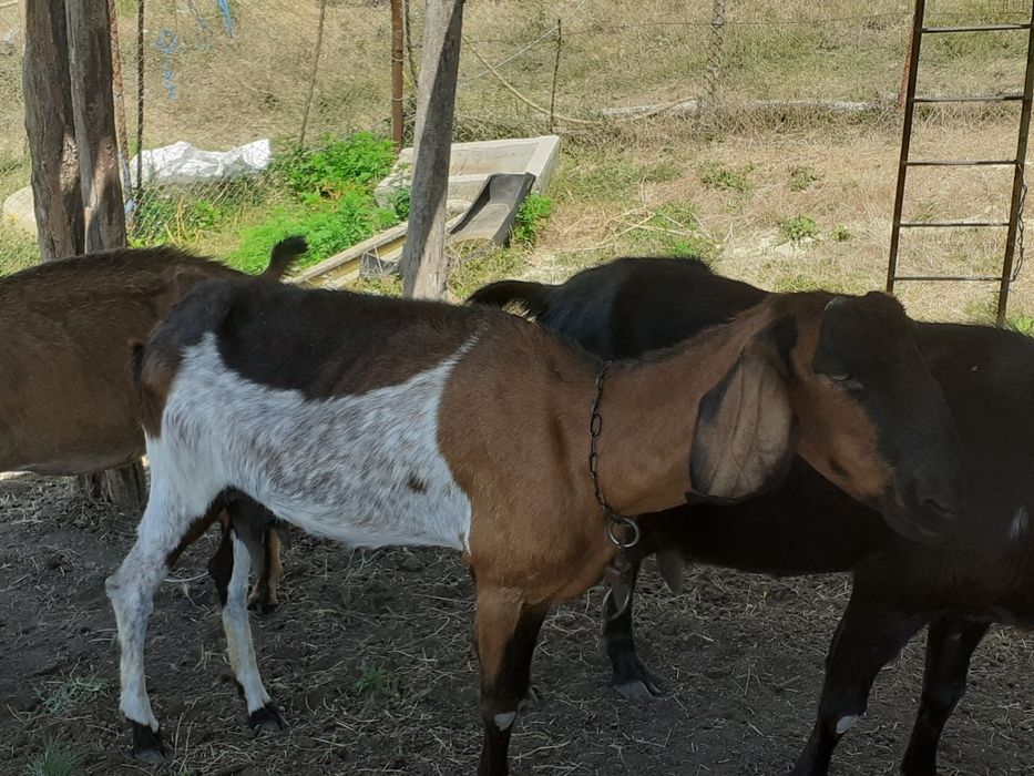 Capre anglonubian de vânzare