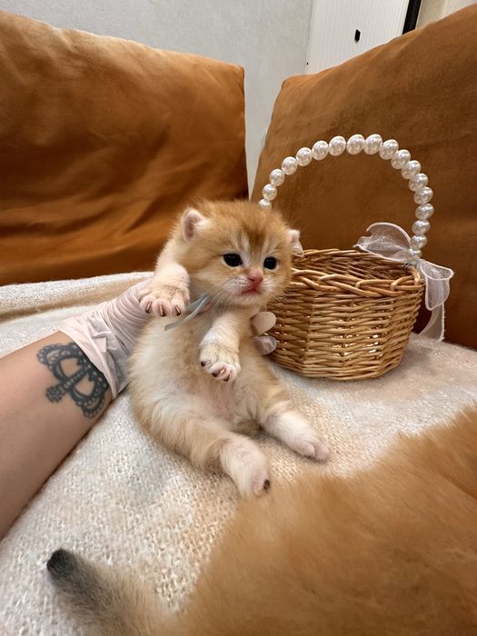 Британский котик золотая шиншилла