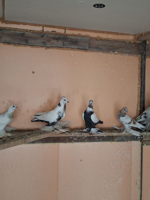 Продам голубей разных