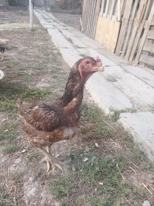 Продам бойцовую курицу