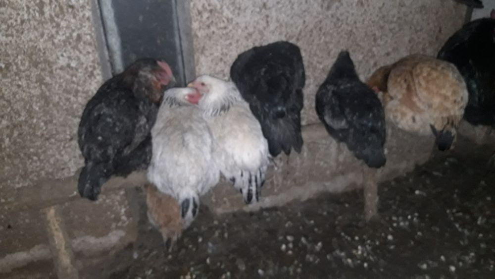 Куры много пород