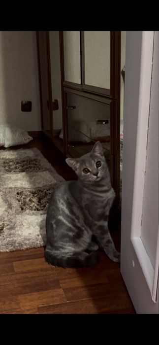 Отдадим котика, бесплатно.
