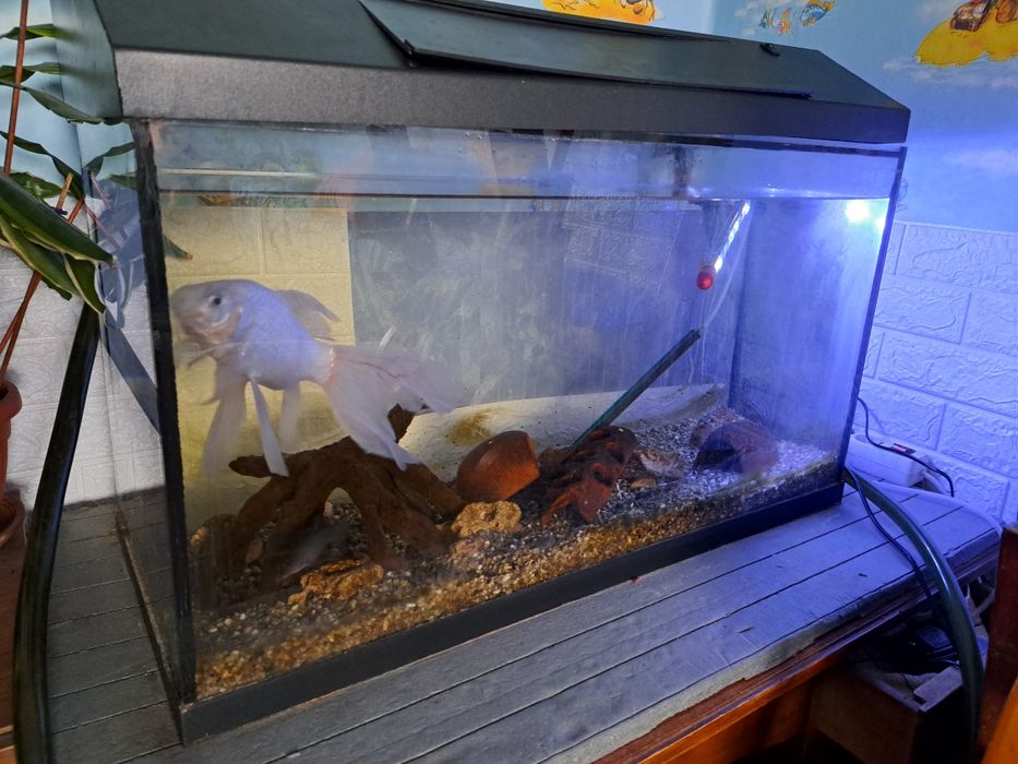 Аквариум с рибите / гр. Враца